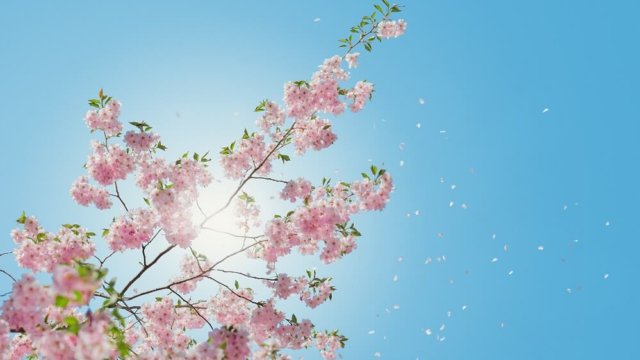春　桜