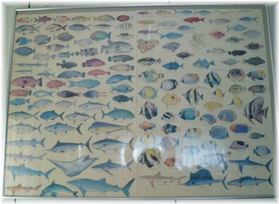 魚のポスター