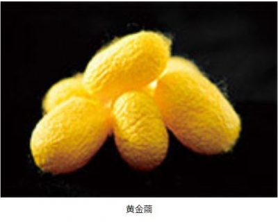 黄金繭